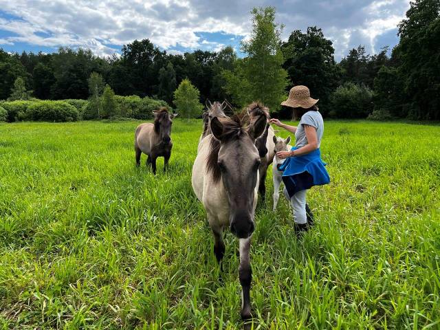 horses, wild horses, wild konik