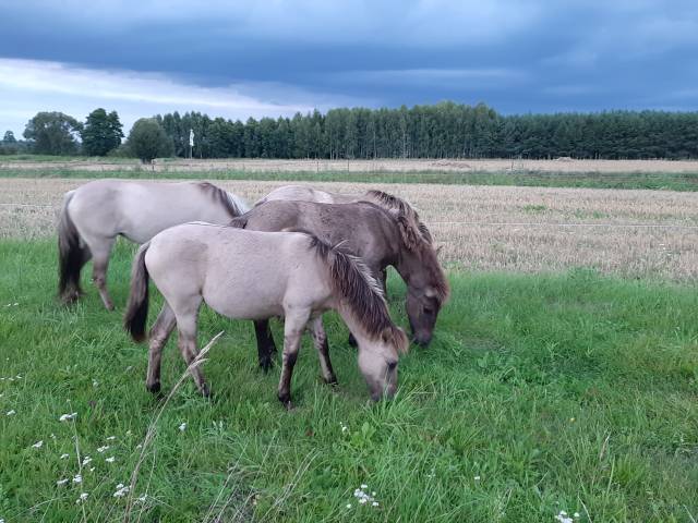 silpia duża 9, konie, horses, wild konik, konik polski